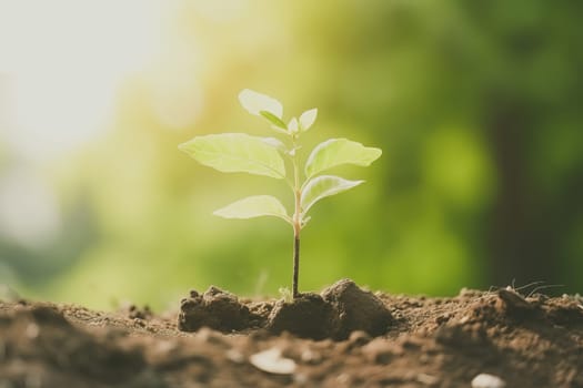 Young green plant growing at sunlight in the garden. World Earth Day banner. Save world concept.