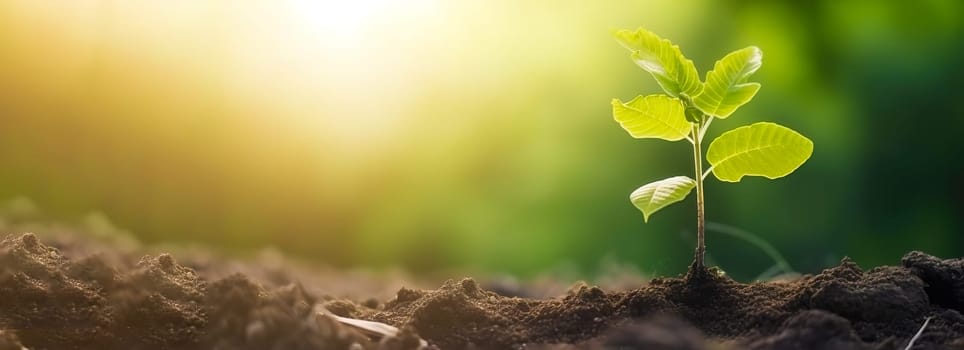 Young green plant growing at sunlight in the garden. World Earth Day banner. Save world concept.