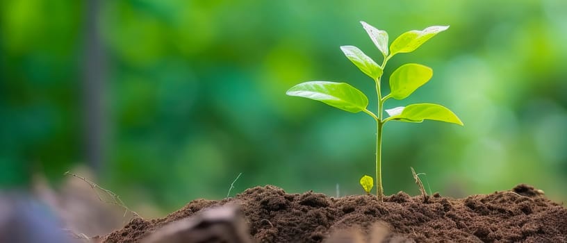 Young green plant growing at sunlight in the garden. World Earth Day banner. Save world concept.