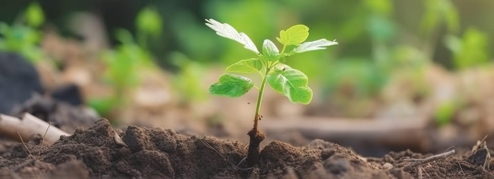 Young green plant growing at sunlight in the garden. World Earth Day banner. Save world concept.