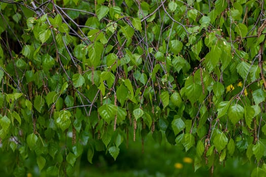 Spring glistening young leaves on birch twigs and between them flowers with pollen.