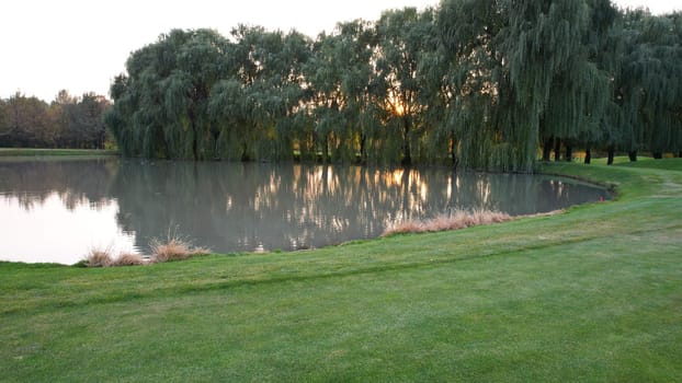 A green golf course with a view of a willow tree and a pond at sunset. The water in the pond is gray, reflecting the trees and sun. Birds are swimming. The sun is in a haze. Yellow-red leaves. Autumn