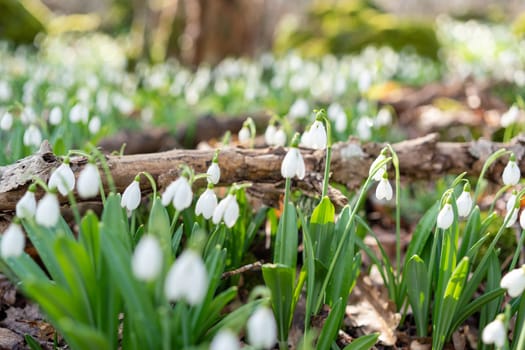 White snowdrops in the early spring in the forest. Beautiful footage of galanthus commonly known as snowdrop.