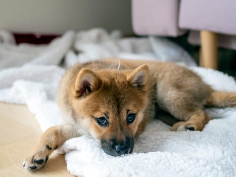 Portrait of cute Shiba Inu small dog, puppy, Close up. Dogecoin. Red-haired Japanese dog smile portrait. Illuminating color, cryptocurrency, electronic money. High quality photo for postcard