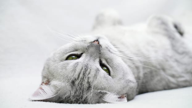 Scottish straight cat lies on his back. Cat upside down. Close up white cat face