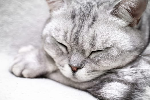 scottish straight cat is sleeping. Close-up of the muzzle of a sleeping cat with closed eyes. Against the backdrop of a light blanket. Favorite pets, cat food