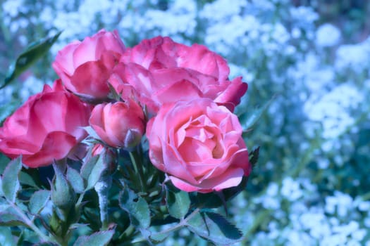 a flower or a mass of flowers, especially on a tree or bush.