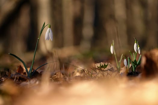 Spring flowers. The first flowering white plants in spring. Natural colorful background. (Galanthus nivalis).