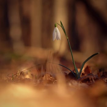 Spring colorful background with flower - plant. Beautiful nature in spring time. Snowdrop (Galanthus nivalis).