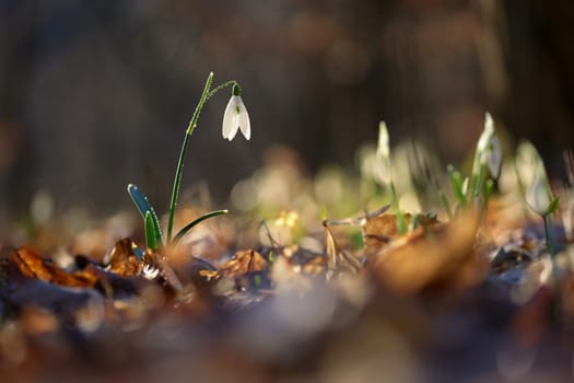 Spring colorful background with flower - plant. Beautiful nature in spring time. Snowdrop (Galanthus nivalis).