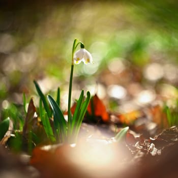 Beautiful first spring flowers in the forest. Nature and outdoor colorful background. Concept for spring time and environment.. Old Russian Helios manual lens.