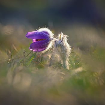 Spring flowers. Beautifully blossoming pasque flower and sun with a natural colored background. (Pulsatilla grandis)