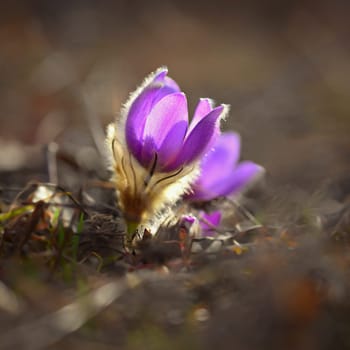 Nice little purple flower in the spring. Beautiful nature background for spring time on the meadow. Pasqueflower flower (Pulsatilla grandis)