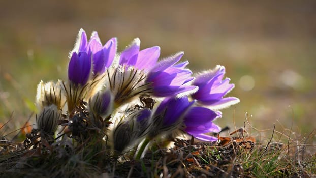 Nice little purple flower in the spring. Beautiful nature background for spring time on the meadow. Pasqueflower flower (Pulsatilla grandis)