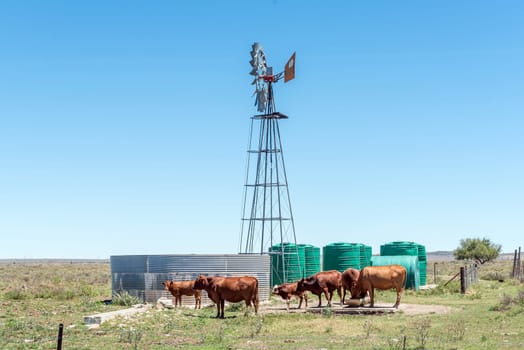 A windmill, dam, water storage ranks and cattle on road R369 between Colesberg and Petrusville in the Northern Cape Province