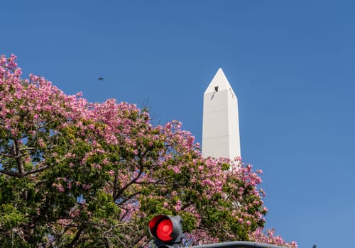 Obelisk of Buenos Aires in Argentina is icon of city and here rises above a stop sign and flowering trees