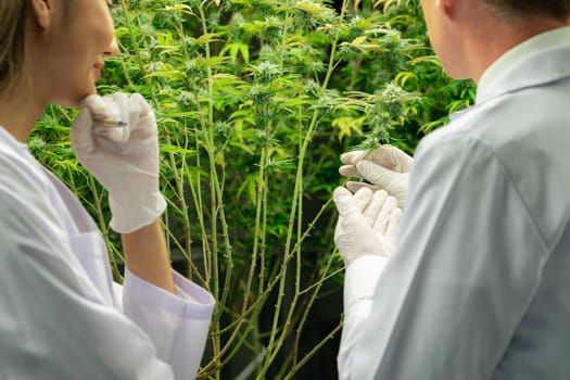 Two scientists discussing about gratifying cannabis plants in a curative indoor cannabis greenhouse. Products extracted from cannabis as an alternative medical treatment.