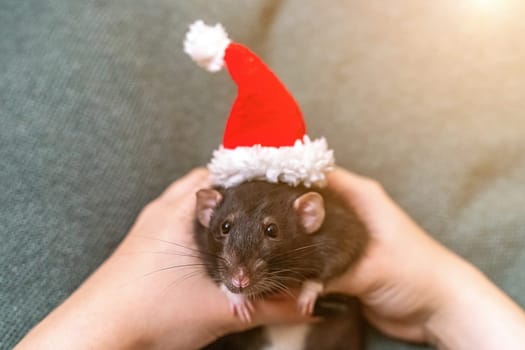 Rat Santa hat. Symbol of the Chinese New Year. Funny black rat Dumbo in a red santa checker on a green background