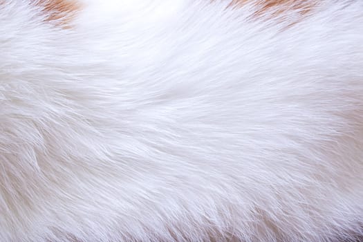 Background or texture of the animal's short white coat