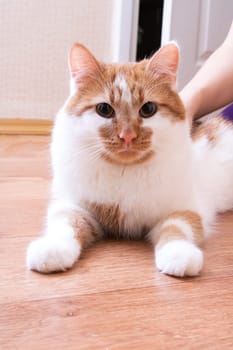 White-red cat with yellow eyes, close up portrait