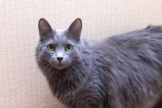 Gray fluffy big cat at home, close up portrait