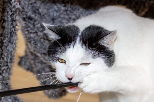 White cat playing with a toy close up