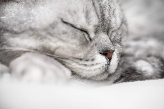 scottish straight cat is sleeping. Close-up of the muzzle of a sleeping cat with closed eyes. Against the backdrop of a light blanket. Favorite pets, cat food