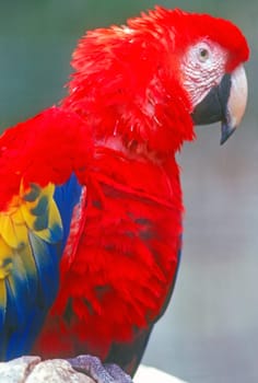 Scarlet Macaw