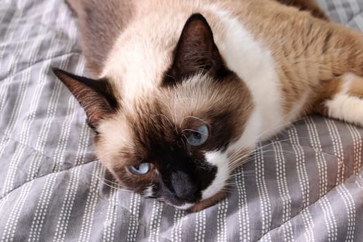Gray cat with blue eyes lying on the bed close up