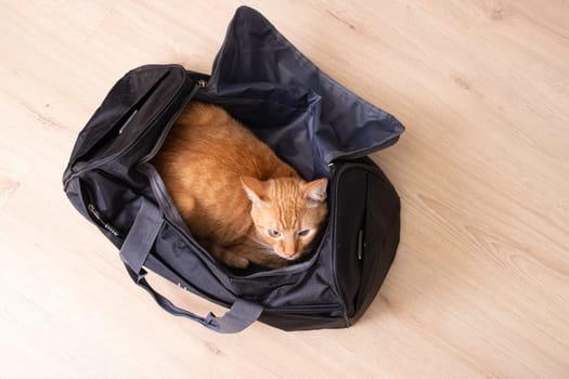 Red cat sitting in a travel bag close up