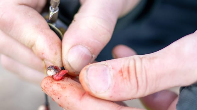 The fisherman puts jig bait, bloodworms or mosquito larvae on the hook of the mormyshka. Bait for winter fishing. Red mosquito larvae - food for fish. Bottom perch fishing