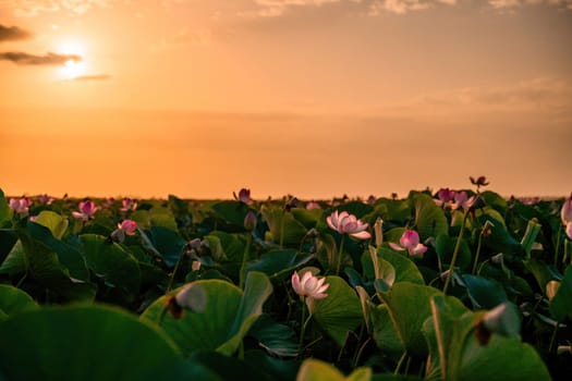 Sunrise in the field of lotuses, Pink lotus Nelumbo nucifera sways in the wind. Against the background of their green leaves. Lotus field on the lake in natural environment