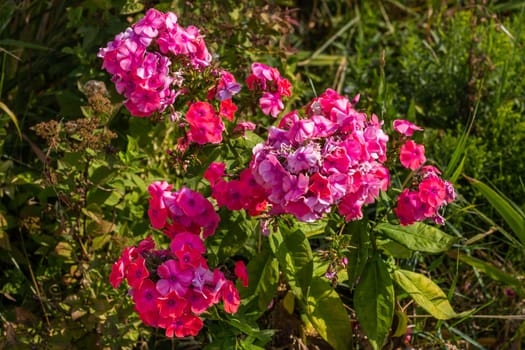 Pink flowers on a flowerbed of phlox. Bouquets and flower cutting. Flower garden. A perennial plant.
