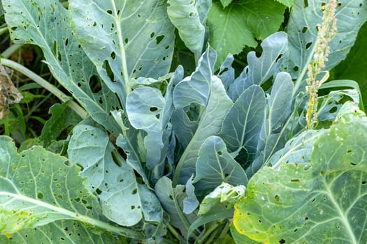 Green leaves of white cabbage eaten by caterpillars. Vegetables in the garden in the village. Agriculture. Harvest. Insect pests.