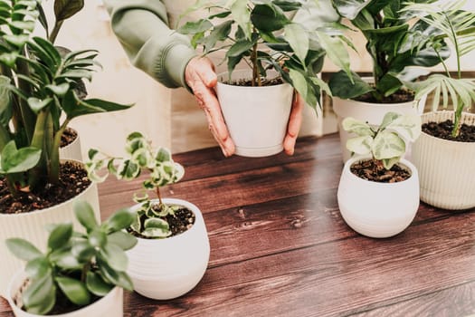 Home gardening, hobby, freelancing, cozy workplace. Grandmother gardener housewife in an apron holds a pot of ficus in her hands.