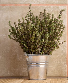 Thyme branch in a miniature metal bucket, aromatic spice for cooking, copy space