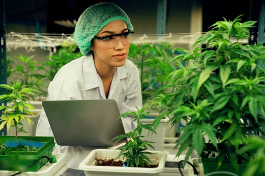 Female scientist wearing disposal cap holding her laptop and inspecting gratifying cannabis plants in curative indoor cannabis farm. Concept of cannabis product for medical purpose in grow facilities.