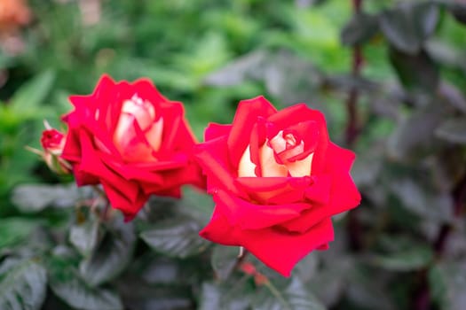 Beautiful Rose and Rosebuds in Rose Garden, Close Up, Selective Focus