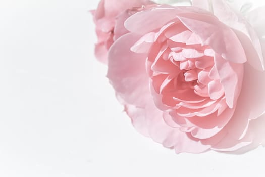 Pale pink rose flower isolated on white background. Soft focus. Macro flowers backdrop for holiday brand design