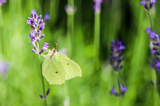 Beautiful yellow Gonepteryx rhamni or common brimstone butterfly on a purple lavender flower in a sunny garden.