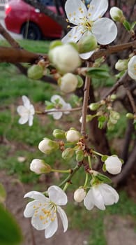 branch of apple tree with pink flowers on a background of flowering trees