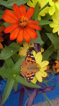 Butterflies and flowers in the garden on green foliage