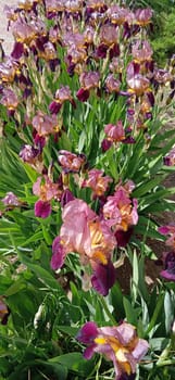 Burgundy irises in green foliage background