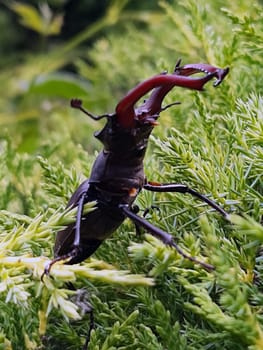 Stag beetle (lat. Lucanus cervus) is a large beetle of the genus Lucanus as part of the stag family against the background of thuja leaves close-up in the wild.