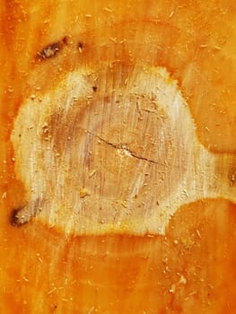 Close-up of a fresh trunk of a cut apple tree. Sawed trunk macro.