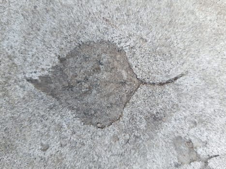 The imprint of a fallen autumn leaf on gray dry concrete close-up.