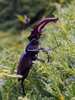 Stag beetle (lat. Lucanus cervus) is a large beetle of the genus Lucanus as part of the stag family against the background of thuja leaves close-up in the wild.