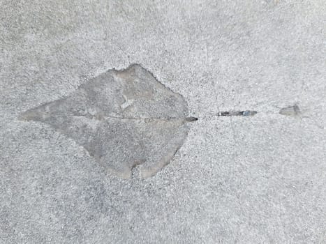 The imprint of a fallen autumn leaf on gray dry concrete close-up.