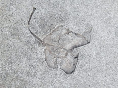 The imprint of a fallen autumn leaf on gray dry concrete close-up.