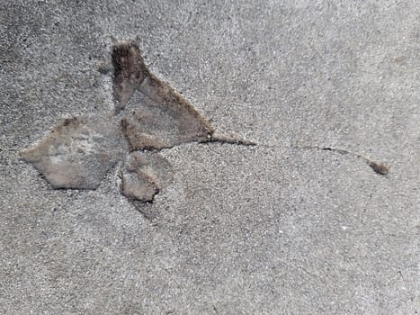 The imprint of a fallen autumn leaf on gray dry concrete close-up.